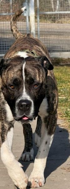 Geronimo – Presa Canario, Männchen, 6 Jahre 5 Monate, 70195 Stuttgart-Botnang – Foto 8