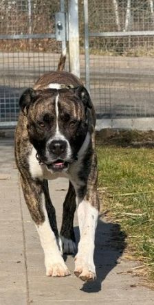 Geronimo – Presa Canario, Männchen, 6 Jahre 5 Monate, 70195 Stuttgart-Botnang – Foto 9