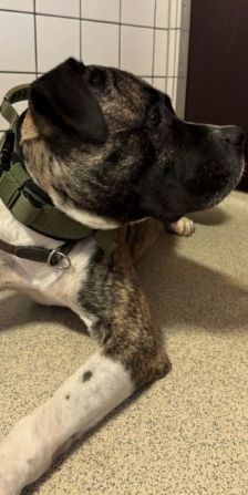 Geronimo – Presa Canario, Männchen, 6 Jahre 5 Monate, 70195 Stuttgart-Botnang – Foto 10