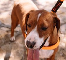 Loli – Posavina Bracke / Save Bracke, Männchen, 3 Jahre 4 Monate, Nordic Strays e.V. – Foto 5