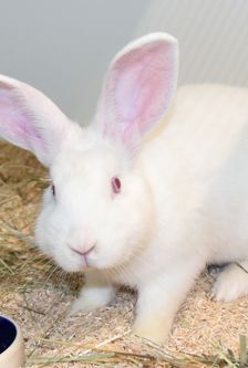 Mila – Zwergkaninchen, Weibchen, Alter unbekannt, 90537 Feucht – Foto 1