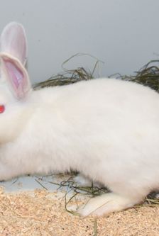 Mila – Zwergkaninchen, Weibchen, Alter unbekannt, 90537 Feucht – Foto 2