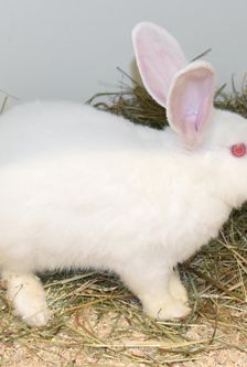 Mila – Zwergkaninchen, Weibchen, Alter unbekannt, 90537 Feucht – Foto 3