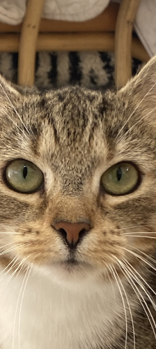 Nico und Freunde – Hauskatze, Männchen, 1 Jahr, 28357 Bremen – Foto 1