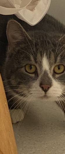 Nico und Freunde – Hauskatze, Männchen, 1 Jahr, 28357 Bremen – Foto 2