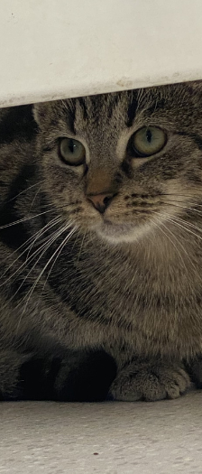 Nico und Freunde – Hauskatze, Männchen, 1 Jahr, 28357 Bremen – Foto 3