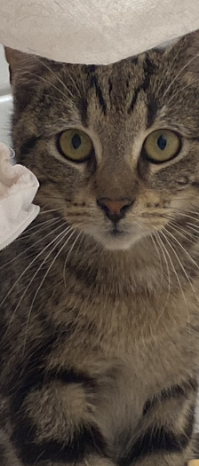 Nico und Freunde – Hauskatze, Männchen, 1 Jahr, 28357 Bremen – Foto 4