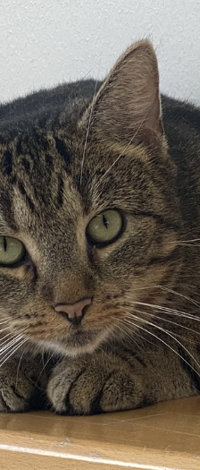 Nico und Freunde – Hauskatze, Männchen, 1 Jahr, 28357 Bremen – Foto 5