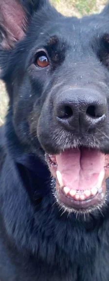 Dotty – Schäferhund, Weibchen, 3 Jahre 4 Monate, 13057 Berlin – Foto 1