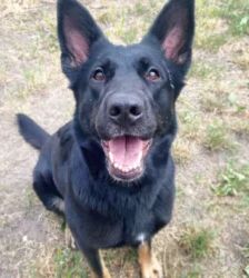 Dotty – Schäferhund, Weibchen, 3 Jahre 4 Monate, 13057 Berlin – Foto 2