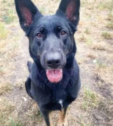 Dotty – Schäferhund, Weibchen, 3 Jahre 4 Monate, 13057 Berlin – Foto 3