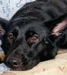 Dotty – Schäferhund, Weibchen, 3 Jahre 4 Monate, 13057 Berlin – Foto 4