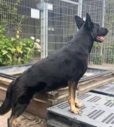 Dotty – Schäferhund, Weibchen, 3 Jahre 4 Monate, 13057 Berlin – Foto 5
