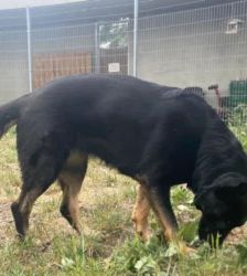 Dotty – Schäferhund, Weibchen, 3 Jahre 4 Monate, 13057 Berlin – Foto 6