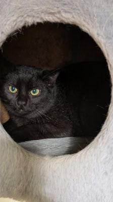 Arman – Kater, Männchen, 6 Monate, 39576 Stendal – Foto 1
