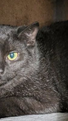 Arman – Kater, Männchen, 6 Monate, 39576 Stendal – Foto 2