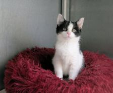 Arman – Kater, Männchen, 6 Monate, 39576 Stendal – Foto 12