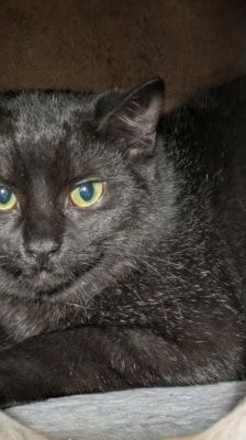 Arman – Kater, Männchen, 6 Monate, 39576 Stendal – Foto 3