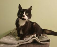 Arman – Kater, Männchen, 6 Monate, 39576 Stendal – Foto 24