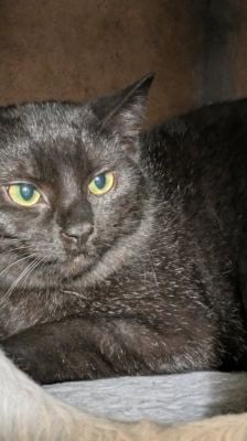 Arman – Kater, Männchen, 6 Monate, 39576 Stendal – Foto 4