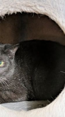 Arman – Kater, Männchen, 6 Monate, 39576 Stendal – Foto 5