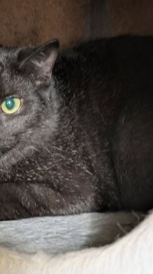 Arman – Kater, Männchen, 6 Monate, 39576 Stendal – Foto 6