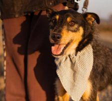 Teri – Mischling, Männchen, Alter unbekannt, Nordic Strays e.V. – Foto 2