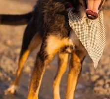 Teri – Mischling, Männchen, Alter unbekannt, Nordic Strays e.V. – Foto 3