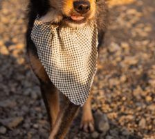 Teri – Mischling, Männchen, Alter unbekannt, Nordic Strays e.V. – Foto 4