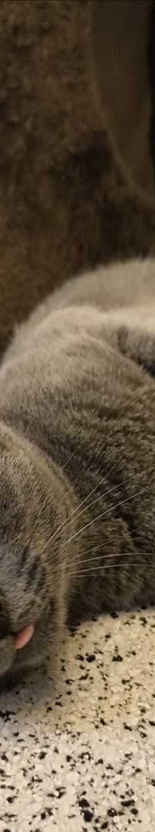TILLY – Europäisch Kurzhaar, Weibchen, 1 Jahr, 81829 München – Foto 1