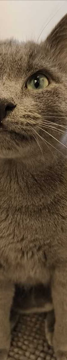 TILLY – Europäisch Kurzhaar, Weibchen, 1 Jahr, 81829 München – Foto 3