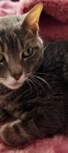 Fermin – Europäisch Kurzhaar, Männchen, 4 Jahre, 65520 Bad Camberg – Foto 1