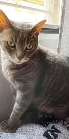 Fermin – Europäisch Kurzhaar, Männchen, 4 Jahre, 65520 Bad Camberg – Foto 2