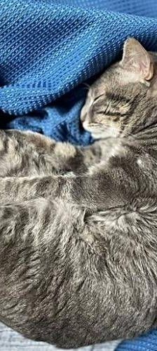 Fermin – Europäisch Kurzhaar, Männchen, 4 Jahre, 65520 Bad Camberg – Foto 3