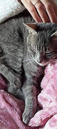 Fermin – Europäisch Kurzhaar, Männchen, 4 Jahre, 65520 Bad Camberg – Foto 4