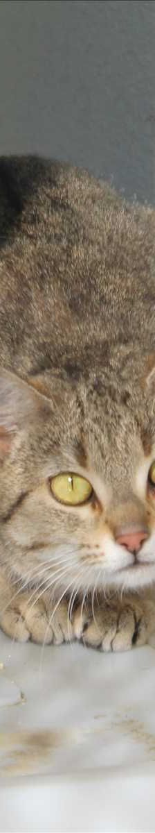 VALENTINA – Europäisch Kurzhaar, Weibchen, 2 Jahre, 81829 München – Foto 1