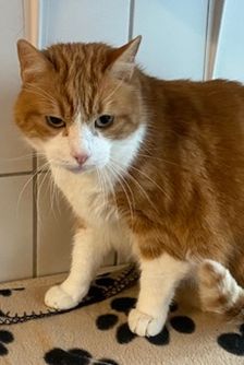Garfield – EKH, Männchen, 5 Jahre, 90537 Feucht – Foto 2