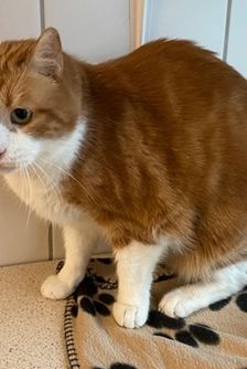 Garfield – EKH, Männchen, 5 Jahre, 90537 Feucht – Foto 3