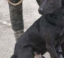Riki – Mischling, Männchen, 1 Jahr 7 Monate, Nordic Strays e.V. – Foto 6
