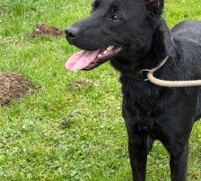 Riki – Mischling, Männchen, 1 Jahr 7 Monate, Nordic Strays e.V. – Foto 7