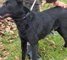 Riki – Mischling, Männchen, 1 Jahr 7 Monate, Nordic Strays e.V. – Foto 8