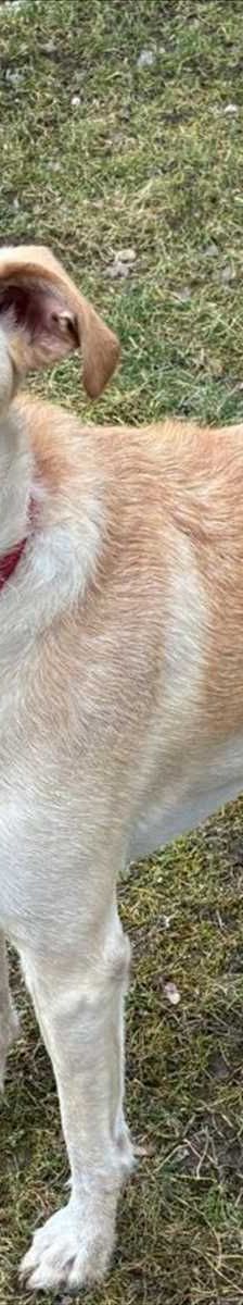 ICHIKO – Mix, Männchen, 2 Monate, 81829 München – Foto 1