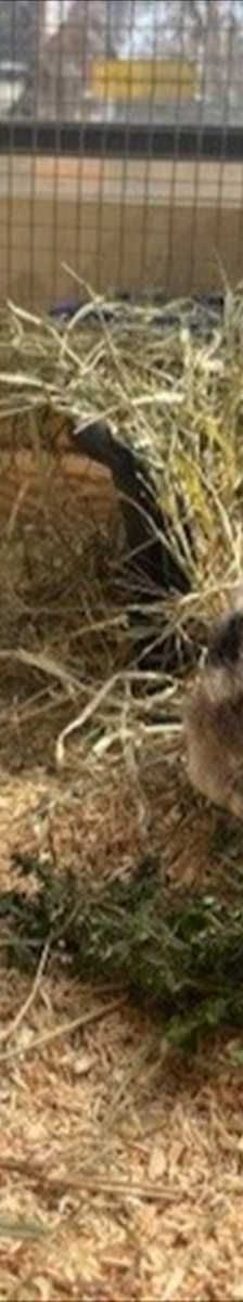 Hokuspokus – Widderkaninchen, Männchen, 1 Jahr 3 Monate, 81829 München – Foto 1