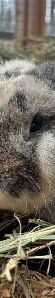 Hokuspokus – Widderkaninchen, Männchen, 1 Jahr 3 Monate, 81829 München – Foto 2