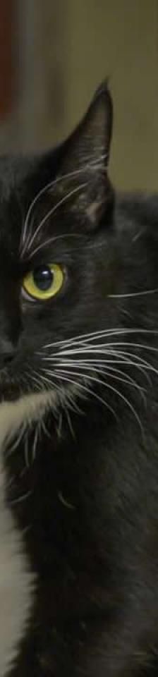 Shivani – Europäisch Kurzhaar, Weibchen, 7 Jahre 3 Monate, 45141 Essen – Foto 2