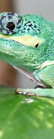 Chlodhard – Ritteranolis, Männchen, 9 Jahre, 13057 Berlin – Foto 1
