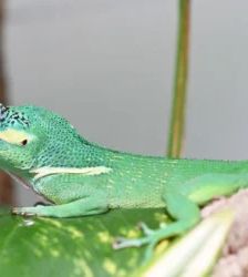 Chlodhard – Ritteranolis, Männchen, 9 Jahre, 13057 Berlin – Foto 2