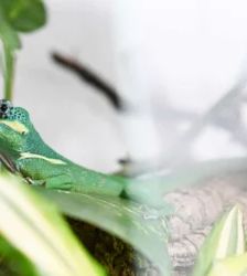 Chlodhard – Ritteranolis, Männchen, 9 Jahre, 13057 Berlin – Foto 3