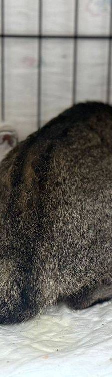 Perico – Siam-Mix, Männchen, 1 Monat, 65520 Bad Camberg – Foto 2