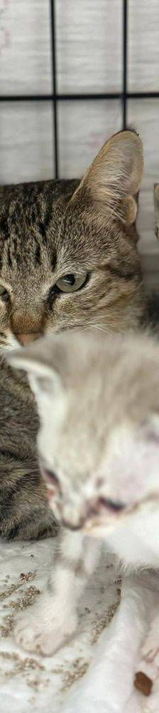 Perico – Siam-Mix, Männchen, 1 Monat, 65520 Bad Camberg – Foto 4